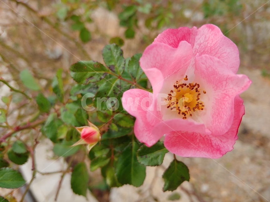 꽃,찔레,장미,핑크,분홍,해당화,식물,자연,plants,nature,꽃,flower