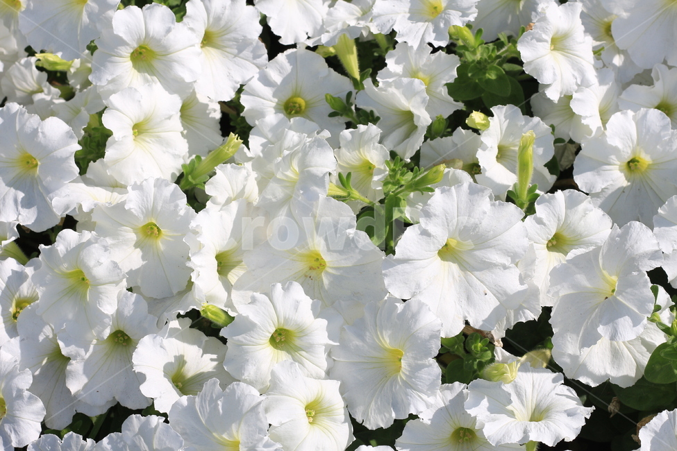 흰꽃,꽃,식물,철쭉,순수한,식물,자연,plants,nature,꽃,flower