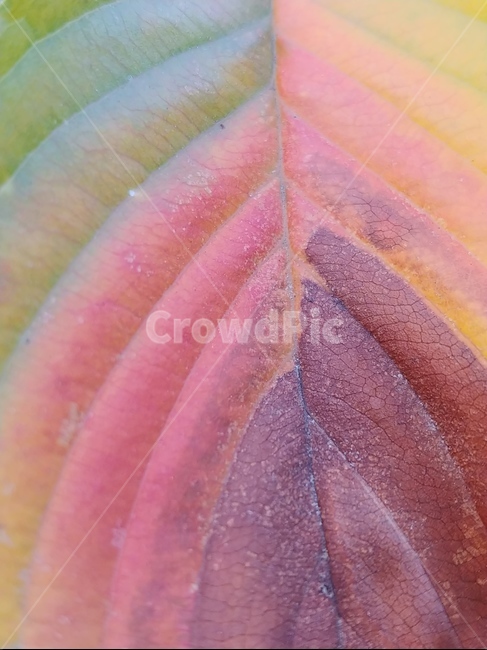 veins,정맥,나뭇잎,가을,낙엽,접사