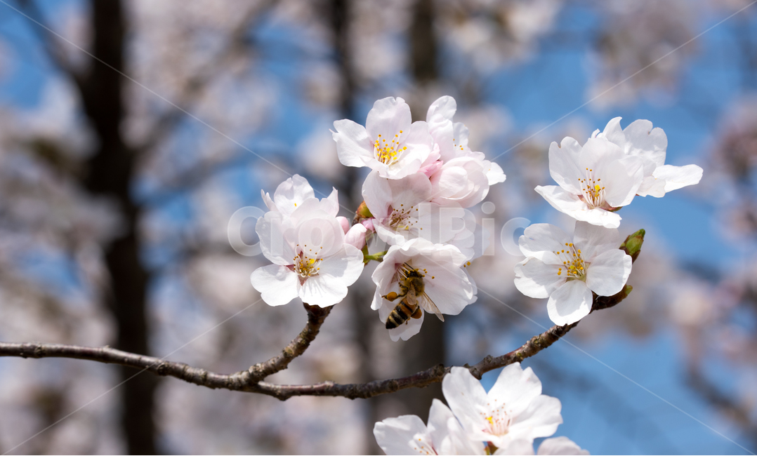 사쿠라,벚꽃,꽃,봄꽃,봄,봄,계절,spring,season,식물,자연,plants,nature,꽃,flower,plant