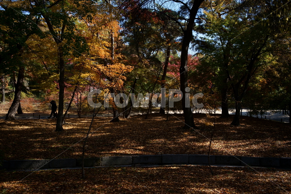 가을,가을길,단풍,단풍나무,자연,kroealandscape,outdoors,autumnleaves,beautiful,nature,koreanature