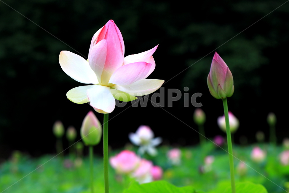 연,연꽃,연못,홍연,꽃,flower