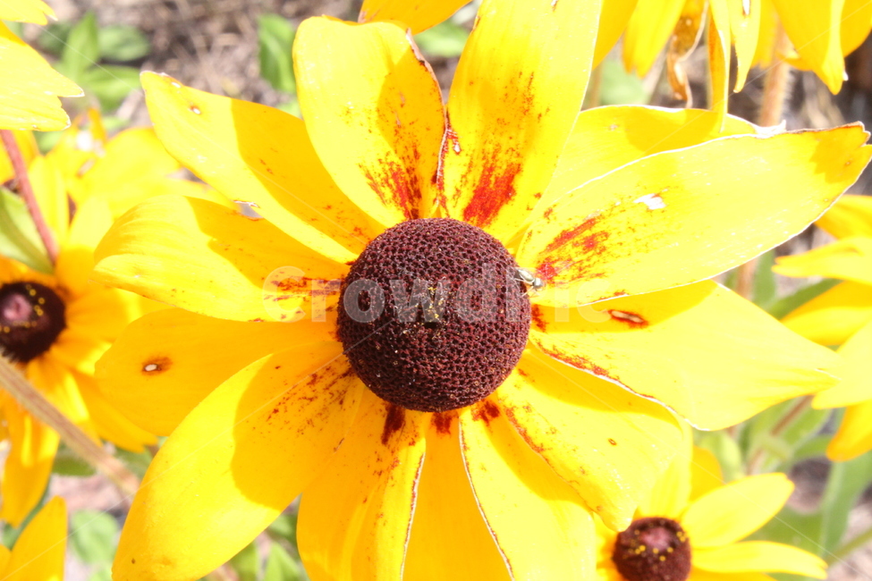 coneflower,루드베키아,꽃,식물,야생화,식물,자연,plants,nature,꽃,flower