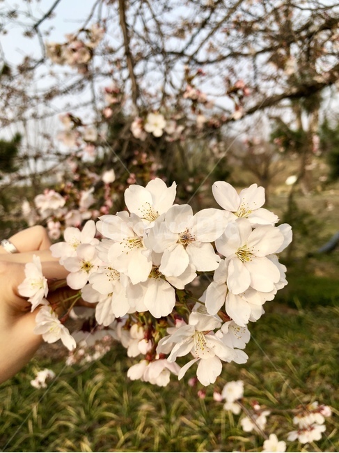 벚꽃,plant,식물,blossom,꽃,flower,봄,나무,자연,감성,식물,자연,plants,nature,꽃,flower