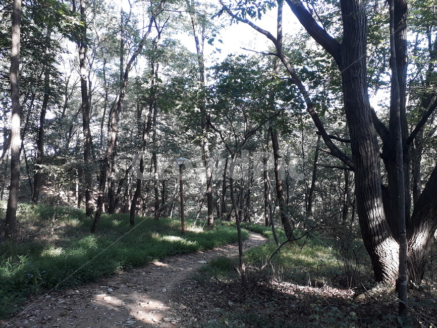 숲,길,나무,산책,숲길