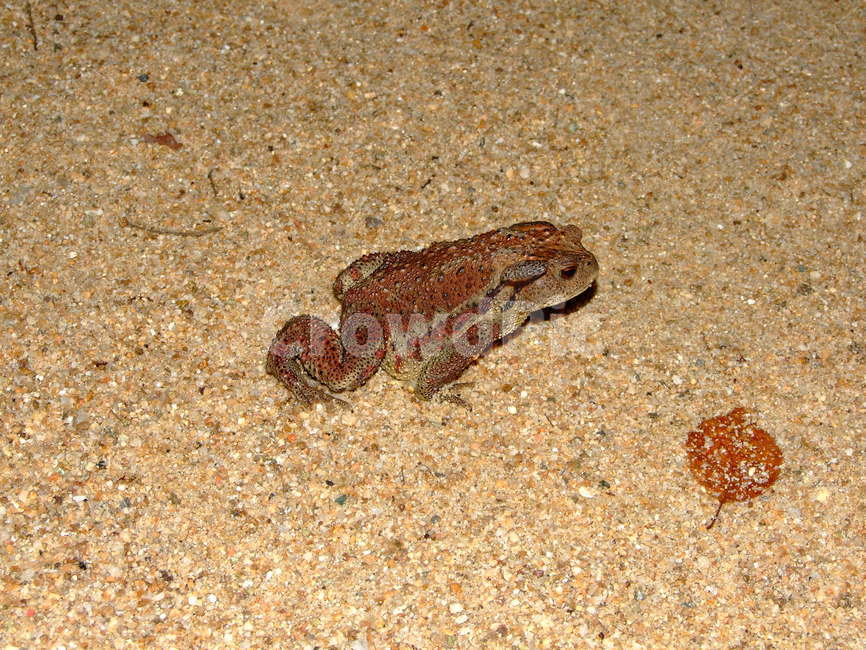 두꺼비,동물,양서류,모래,생존,동물,animal,파충류,양서류,reptile,amphibian