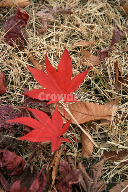 단풍,가을,나무,잎,식물,plants,nature,trees,가을,계절,fall,autumn,season,leaf,plant,tree