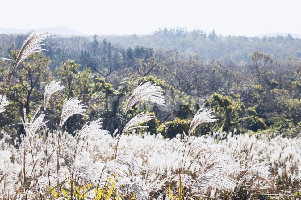 갈대,억새,가을,바람,공원,가을,계절,fall,autumn,season,자연,풍경,nature,landscape,grass,잔디,plant,식물,lawn,reed