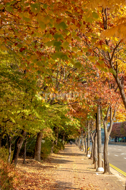 가을,autumn,fall,야외,outdoor,공원,park,자연,nature,맑은날,clear,나무,tree,plant,식물,leaf,잎,단풍,maple,오후,afternoon,햇빛,sunlight,길,road,가을,계절,fall,autumn,season,자연,풍경,nature,landscape