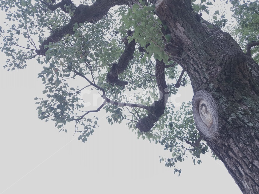 plant,식물,tree,나무,treetrunk,나무줄기,나뭇잎,하늘