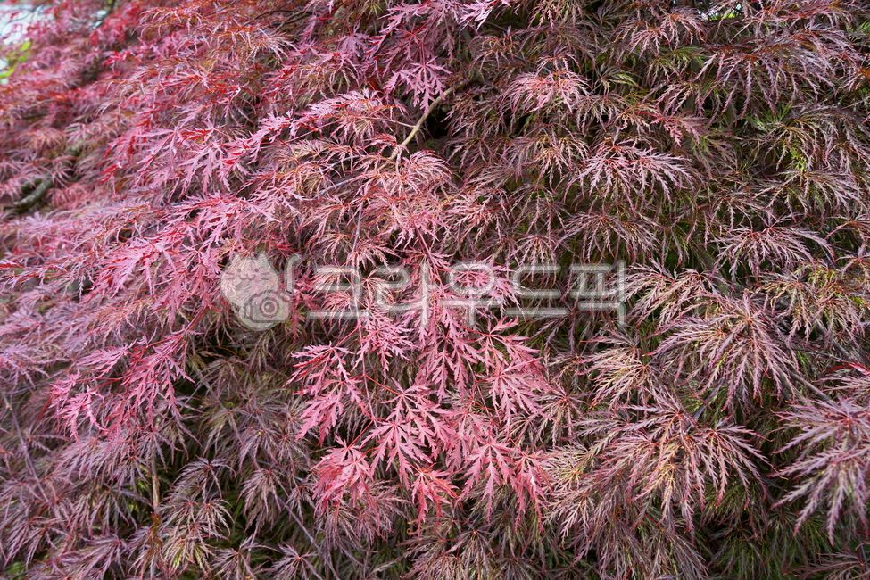 공작단풍,tree,나무,plant,식물,maple,단풍,leaf,잎
