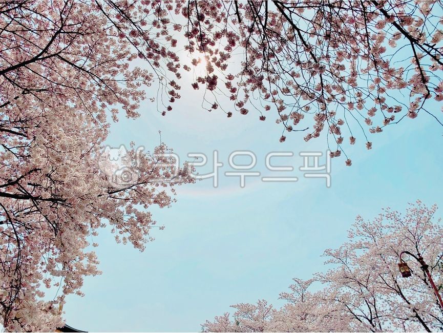 rainbow,Cherry Blossom,cherryblossom,flower