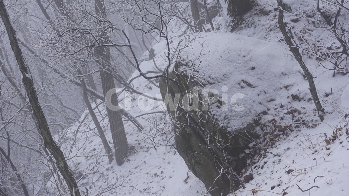 나무,산,눈,안개,겨울,바위,겨울,계절,winter,season,자연,풍경,nature,landscape,blizzard,눈보라,storm,폭풍,outdoors,옥외,snow