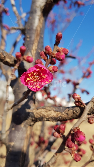 꽃,flower,매화,꽃봉오리,입춘