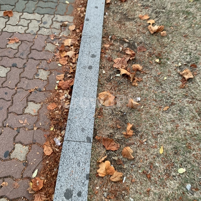 단풍잎,거리,도로,낙엽,주황색,ground,바닥,asphalt,아스팔트,tarmac,타맥