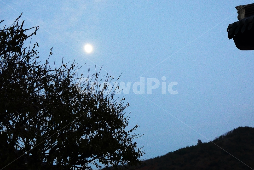 night view,blue sky,moonlight,night view photo,blur,monument,roof tile,Tongdosa Temple,Full moon,nighttime,top,night sky,spreading light,tradition,darkness,emotional photo,lonely,blurred,crown,architecture,sky,old,night,emotional,tree,history,outdoor,moon