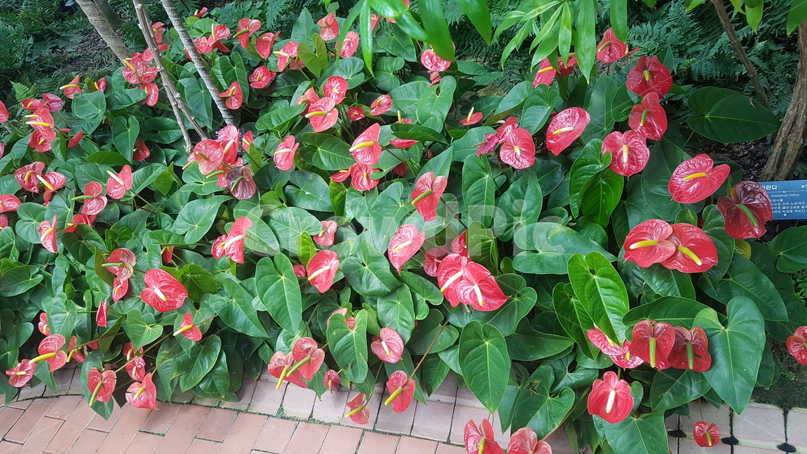 꽃,자연,식물,색감,색채,분홍,빨강,수목원,나뭇잎,꽃잎
