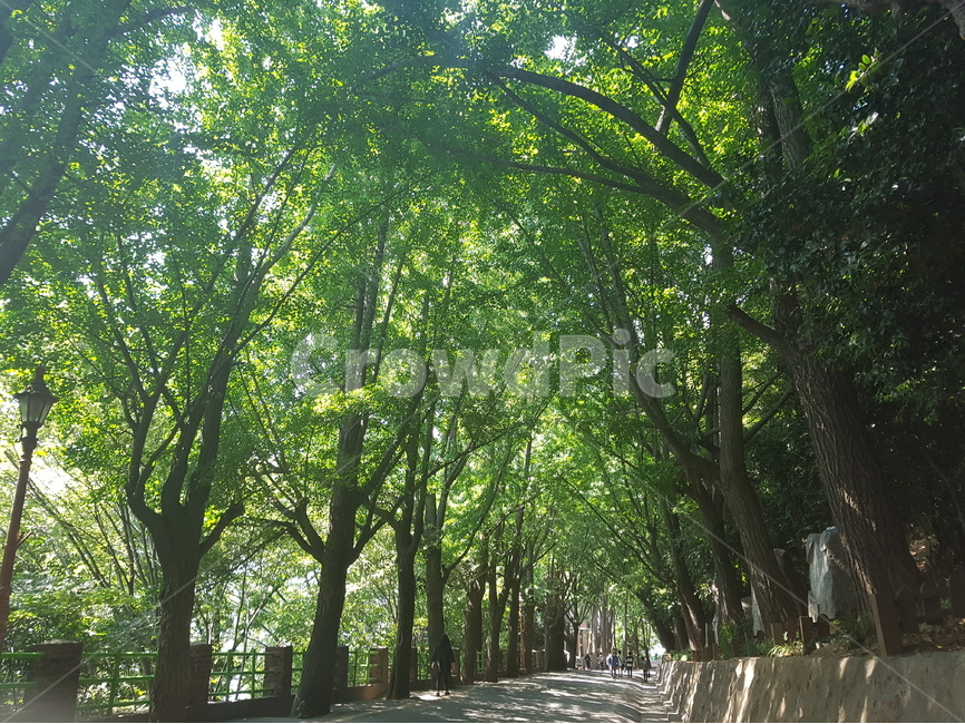 나무,길,햇살,여름,울창함,자연,풍경,nature,landscape,식물,plants,나무,trees,wood,휴식,힐링,rest,relaxation,healing,outdoors,옥외,garden,정원,arbour,정자