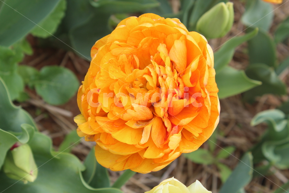 플라워,꽃,flower,주황색,초록,자연,식물,자연,plants,nature,꽃,flower