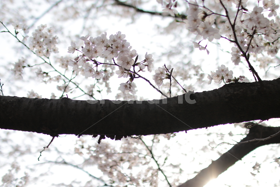 벚꽃,봄꽃,봄날,감성사진,꽃,봄,계절,spring,season,식물,자연,plants,nature,꽃,flower,plant,blossom,cherry blossom