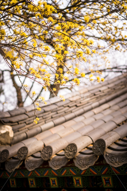 봄,절,plant,식물,flower,blossom,꽃,사찰,봄,계절,spring,season