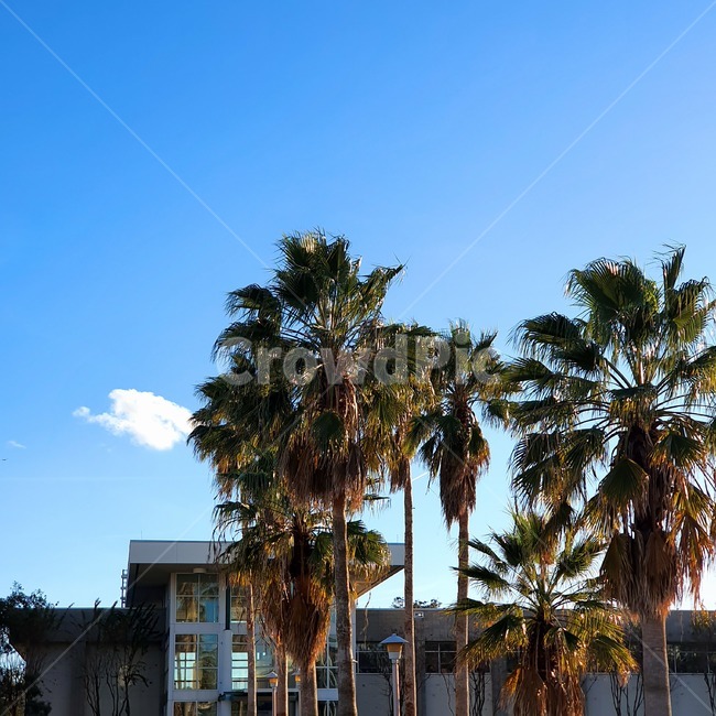 plant,palmtree,tree,식물,나무,야자수,학교,미국,플로리다,florida,여름,summer