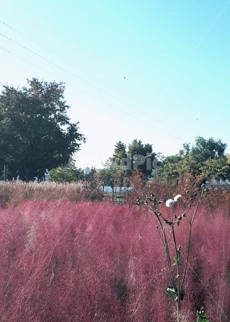 핑크뮬리,민들레,자연,분위기,그라스,감성,풍경,꽃,flower,plant,식물,배경