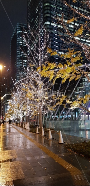 겨울,나무,단풍,크리스마스,경치,야경,밤,풍경,nightscape,night,landscape