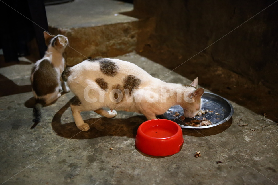 고양이,동물,귀여운고양이,먹이,가족,동물,animal,포유류,mammal,고양이,cat,kitten,kitty