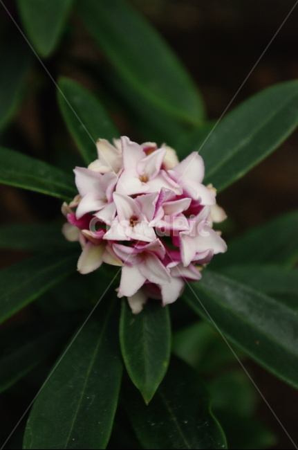 꽃,식물,flower,plant,color,식물,자연,plants,nature,꽃,flower