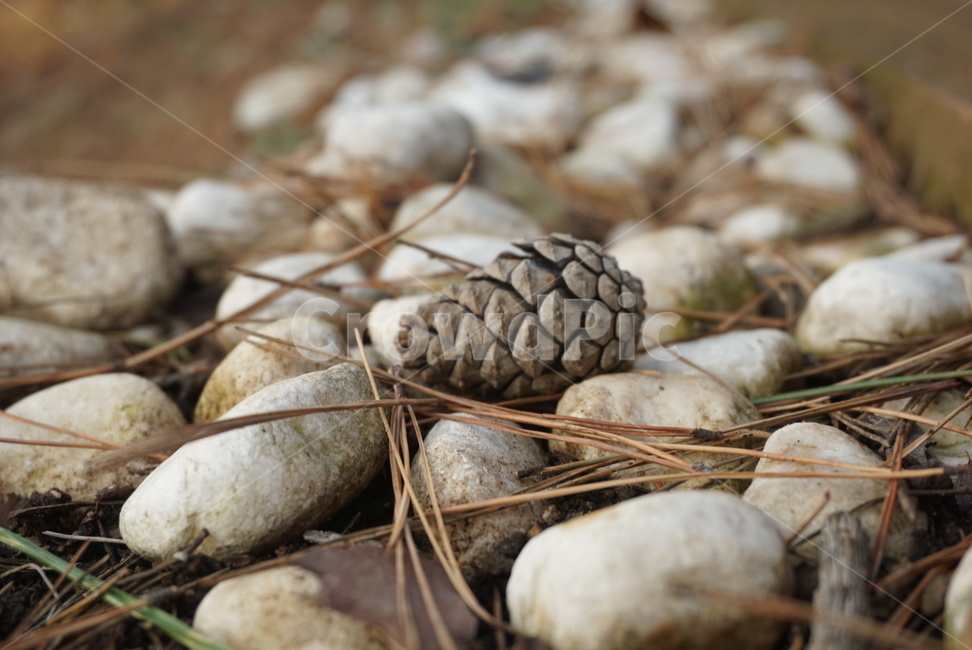 솔방물,소나무,자갈,솔잎,길거리,공원,낙엽,산책로,cone,pinecone,pine,walk,rode,감성사진,식물,자연,plants,nature