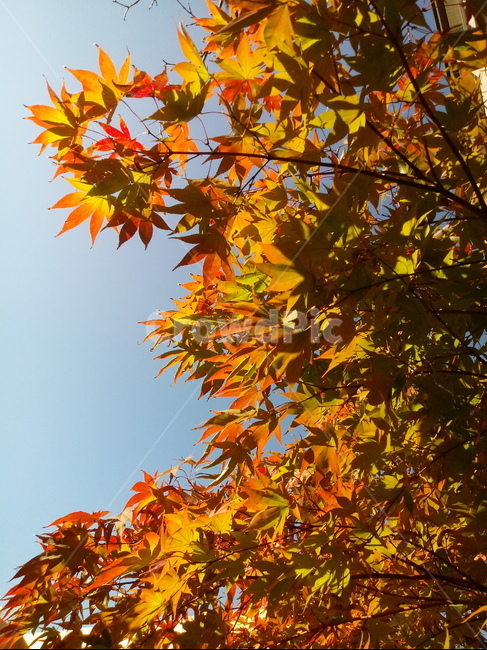 낙엽,단풍,leaf,나뭇잎,단풍나무,식물,자연,maple,나무,낙엽활엽관목,잎,붉은잎,가을,계절,fall,autumn,season,식물,자연,plants,nature,plant,tree