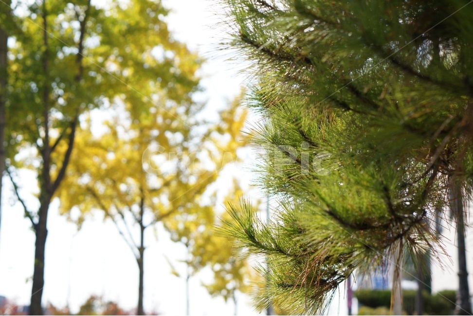 나무,tree,가을,하늘,여유