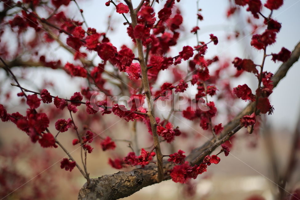 매화,홍매화,봄,식물,꽃,봄꽃,봄,계절,spring,season,식물,자연,plants,nature,꽃,flower,plant