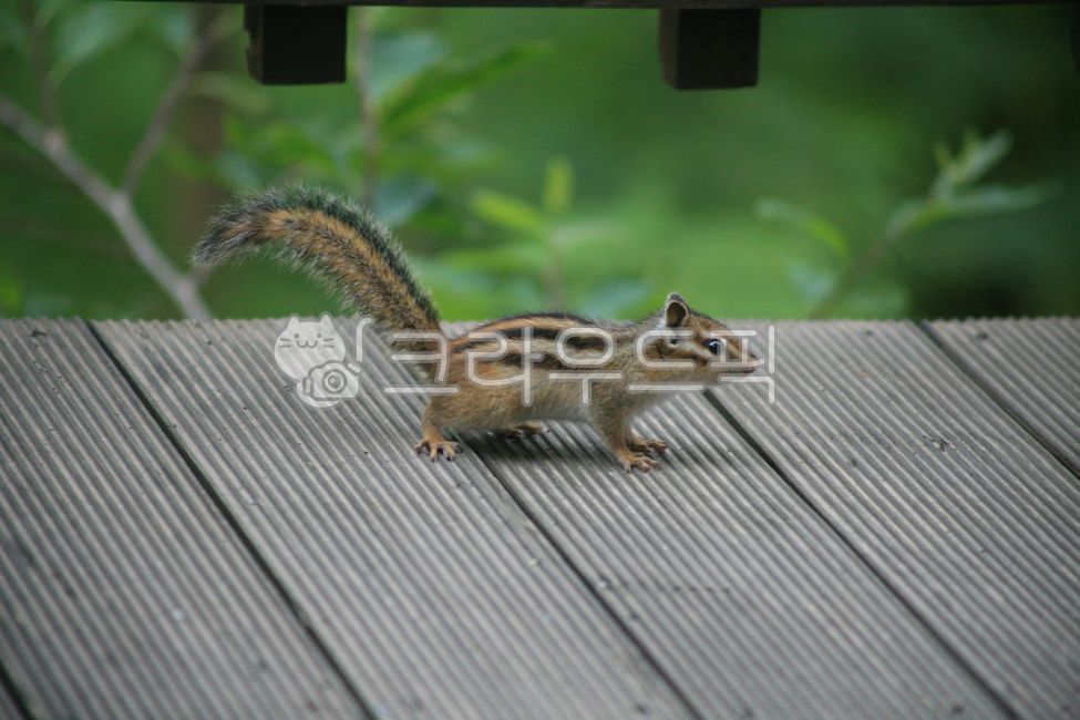 다람쥐,야생,친근함,자연,친환경