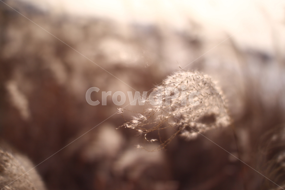 가을,갈대밭,갈대,따듯함,감성,식물,자연,nature,sensible,feeling,가을,계절,fall,autumn,season,grass,잔디,plant,lawn,reed