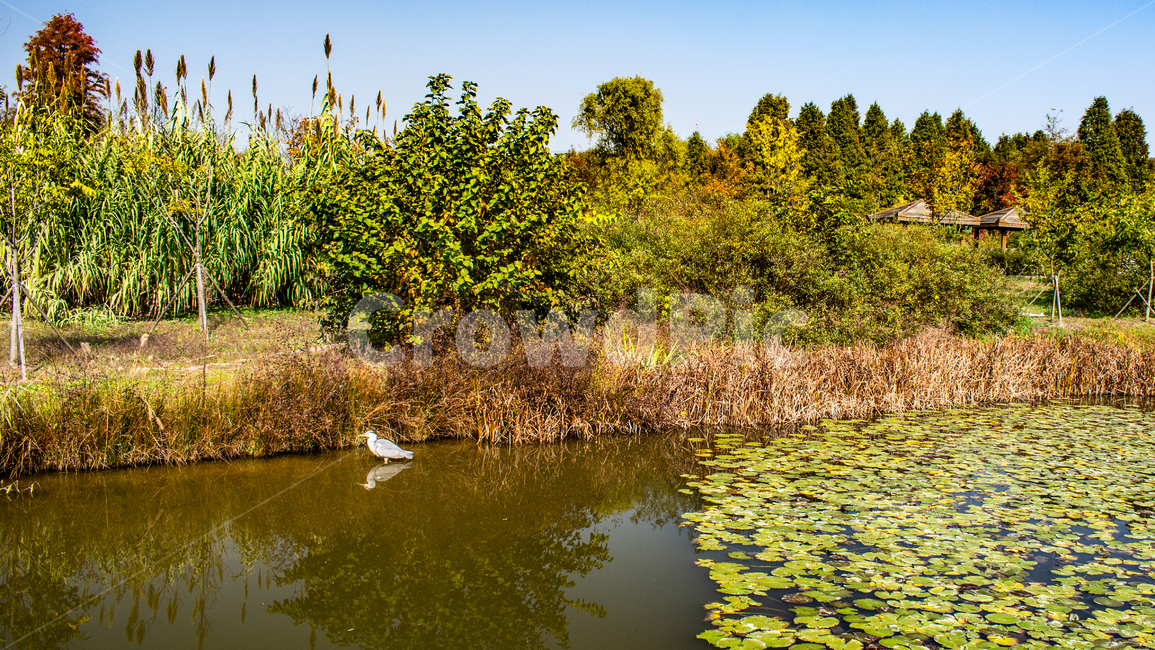 왜가리,철새,연꽃,저수지,호수,풍경,자연,풍경,nature,landscape,outdoors,옥외,land,땅,water,물