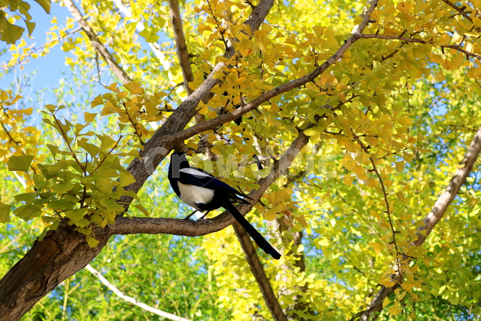 나무,은행나무,단풍,식물,자연,풍경,까치,새,조류,동물,가을,계절,fall,autumn,season,식물,자연,plants,nature,나무,trees,wood,동물,animal,조류,새,birds,bird