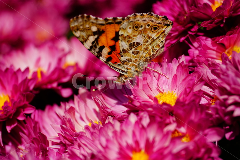 small country,Chrysanthemum,fall,butterfly,plants,affix,insect,fall flowers,close up,macro,nature,flower,bug,closeup,plant,october,autumn
