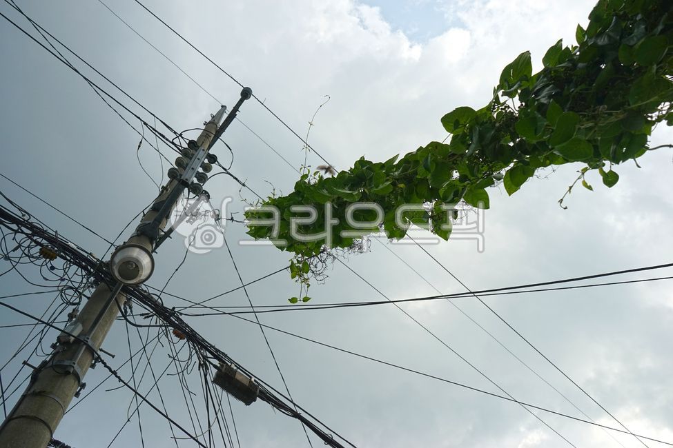 전봇대,전깃줄,bostonivy,담쟁이덩굴,하늘,전신주,cable,케이블,utilitypole