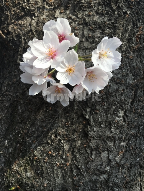 봄,벚꽃,꽃,나무,자연,봄,계절,spring,season,식물,자연,plants,nature,꽃,flower,plant