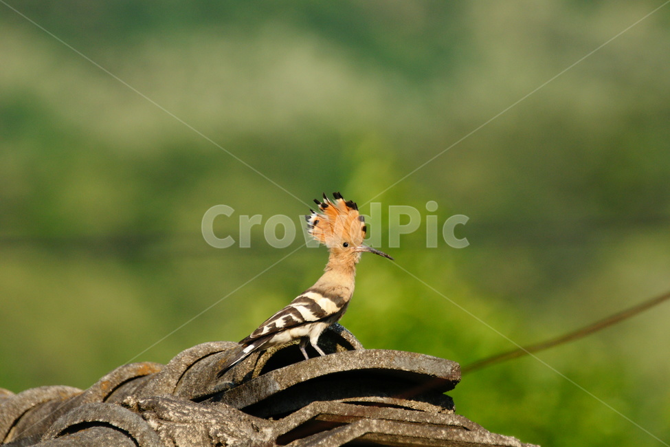 후투티,철새,추장새,조류,새,동물,animal,조류,새,birds