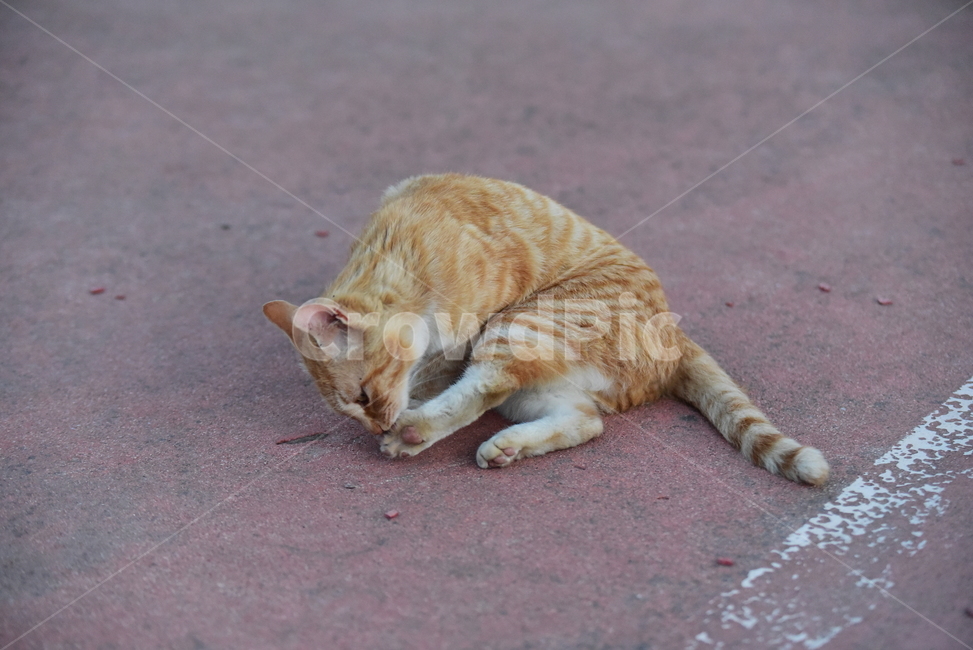 고양이,길고양이,길냥이,반려동물,동물,노랑이,야옹이,귀여운,줄무늬,포유류,animal,cat