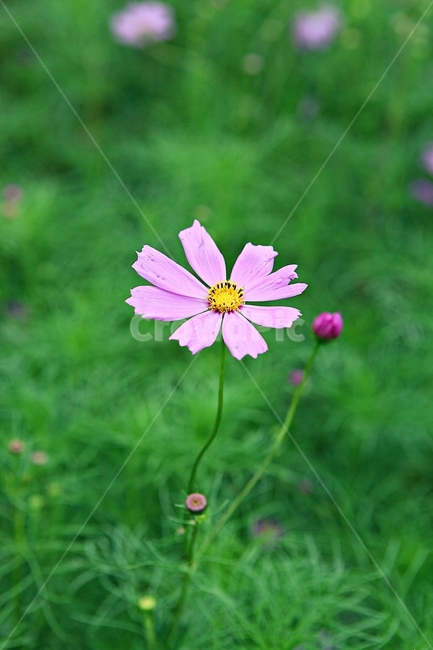 코스모스,꽃,꽃잎,식물,자연,공원,가을,가을꽃,식물,자연,plants,nature,꽃,flower