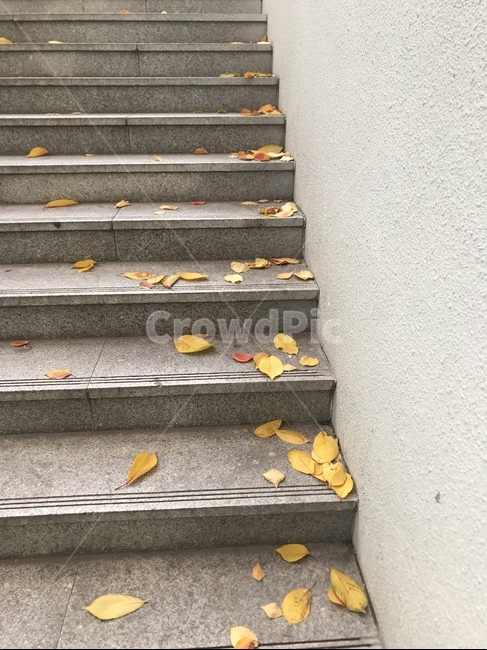 낙엽,가을,나뭇잎,자연,계단,leaf,fall