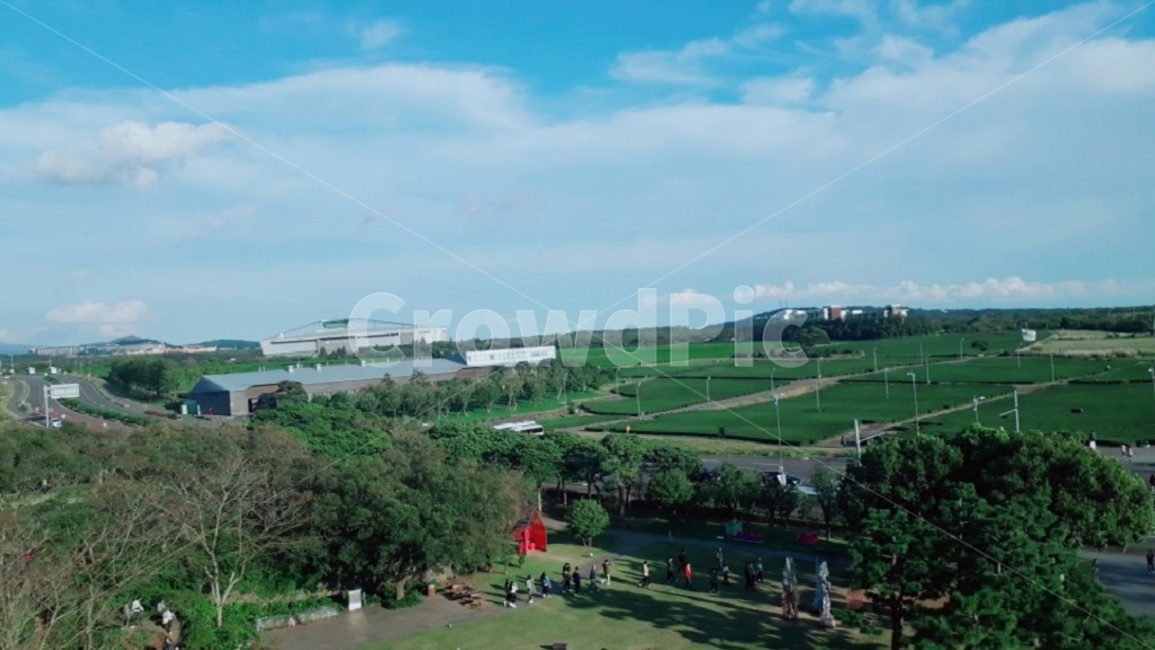 제주도,녹차밭,숲,하늘,풍경,밭,제주,나무,녹차