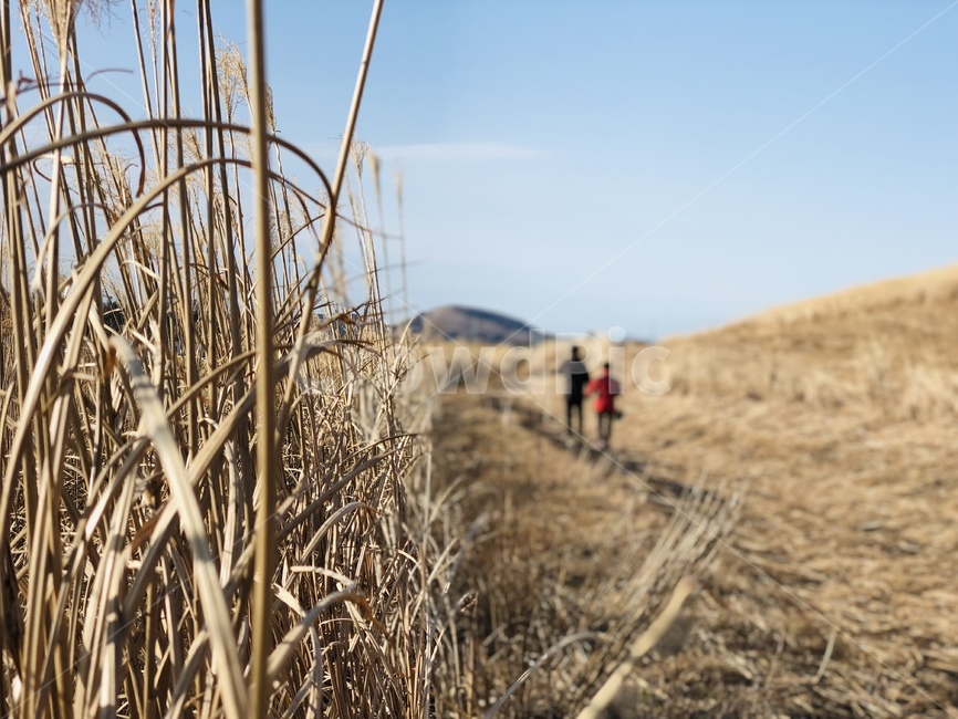 갈대,겨울,길,하늘,커플,reed,winter,road,sky,couple,자연,풍경,nature,landscape,사람,인물,인간,human,person,연인,커플,사랑,lover,couple,grass,잔디,plant,식물