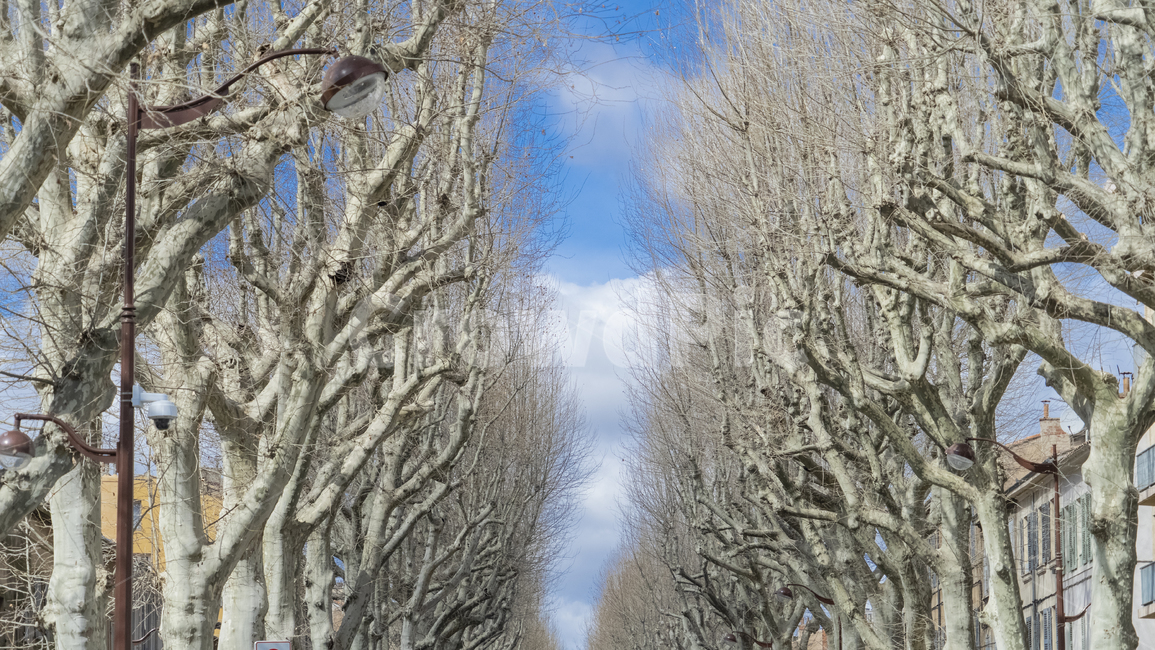 프랑스,하늘,유럽,나무,france