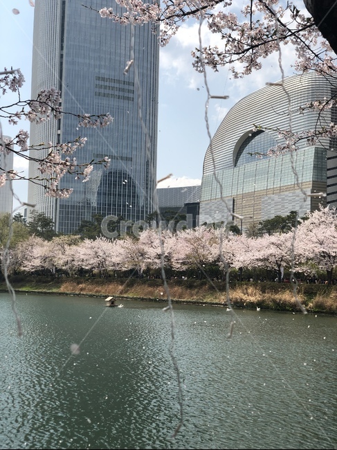 밪꽃,벚꽃축제,석촌호수,벚꽃나무,꽃,꼬