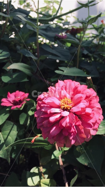 식물,꽃,분홍,flower,여름꽃,식물,자연,plants,nature,꽃,flower